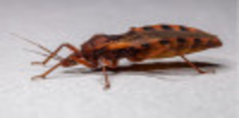 chagas1(1).jpeg