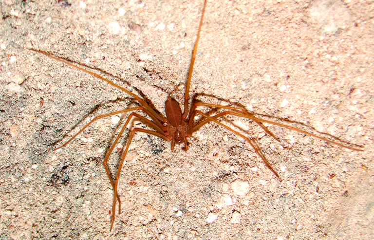 aranha marrom.jpg