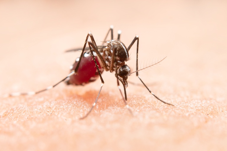 mosquito (1).jpg