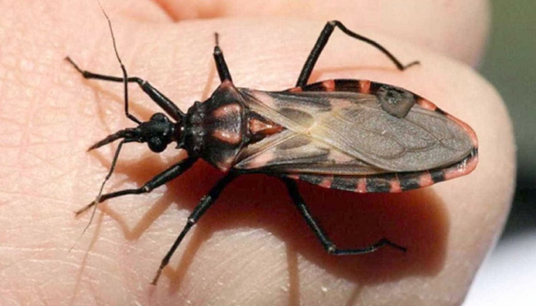 Doneça de Chagas - Governo do Tocantins.jpg