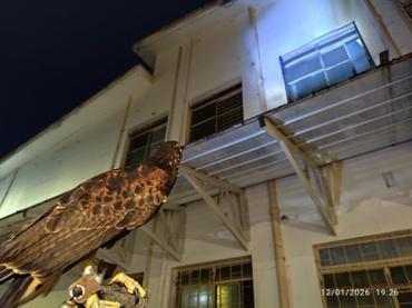 Serviço de falcoaria reforça a proteção contra piolhos de pombo no HC-UFMG. -  Crédito: Gavilan Serviços Ambientais