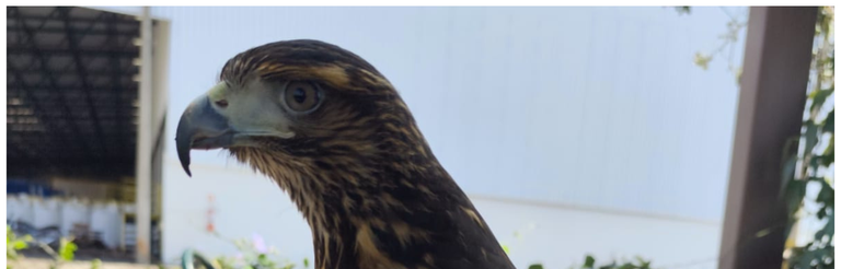 Banner site (1400 x 450 px) (38).png