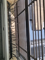 HC-UFMG adota novas medidas de prevenção à infestação por piolhos de pombo