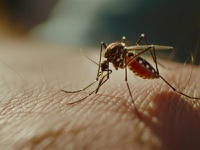 Doenças tropicais negligenciadas colocam milhões de brasileiros em risco, alertam especialistas do Huap e da Ebserh