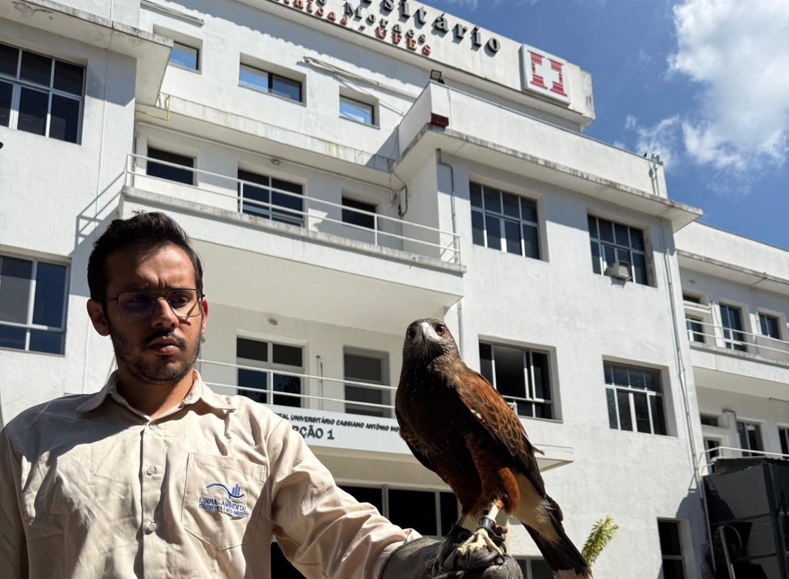 Gavião treinado atuará no controle sustentável de pombos no Hucam-Ufes