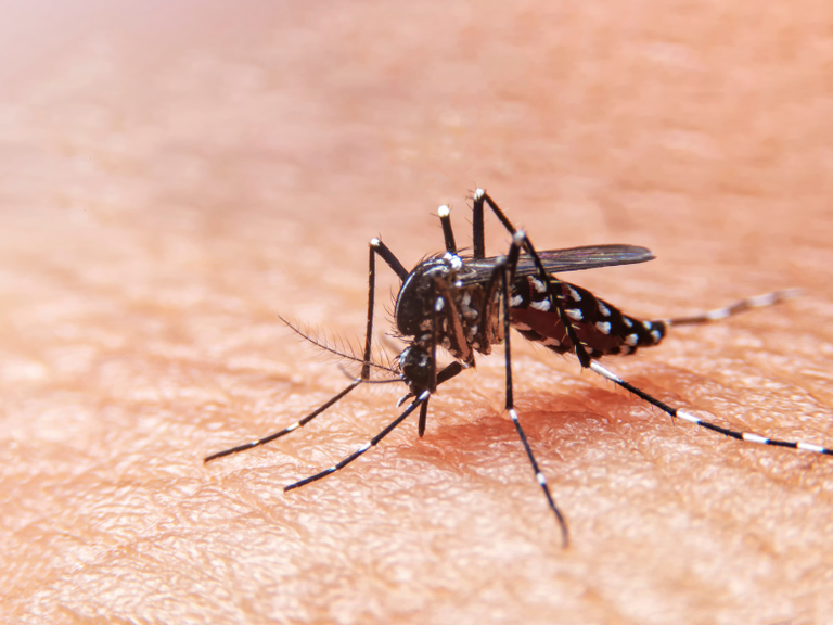 dengue hugg