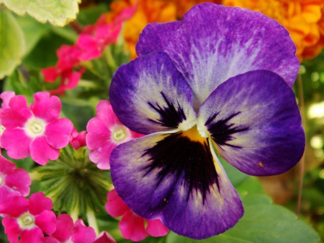 flor