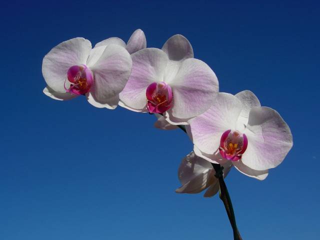 outraflor
