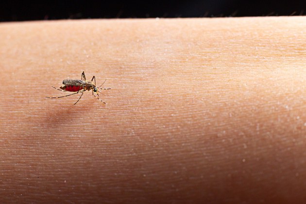 Pesquisa realizada no Hospital da Rede HU Brasil em Uberaba (MG) amplia conhecimento sobre dengue na população idosa