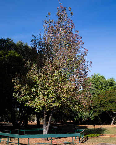 Árvore da Lua, plantada na sede do Ibama, em Brasília (DF).