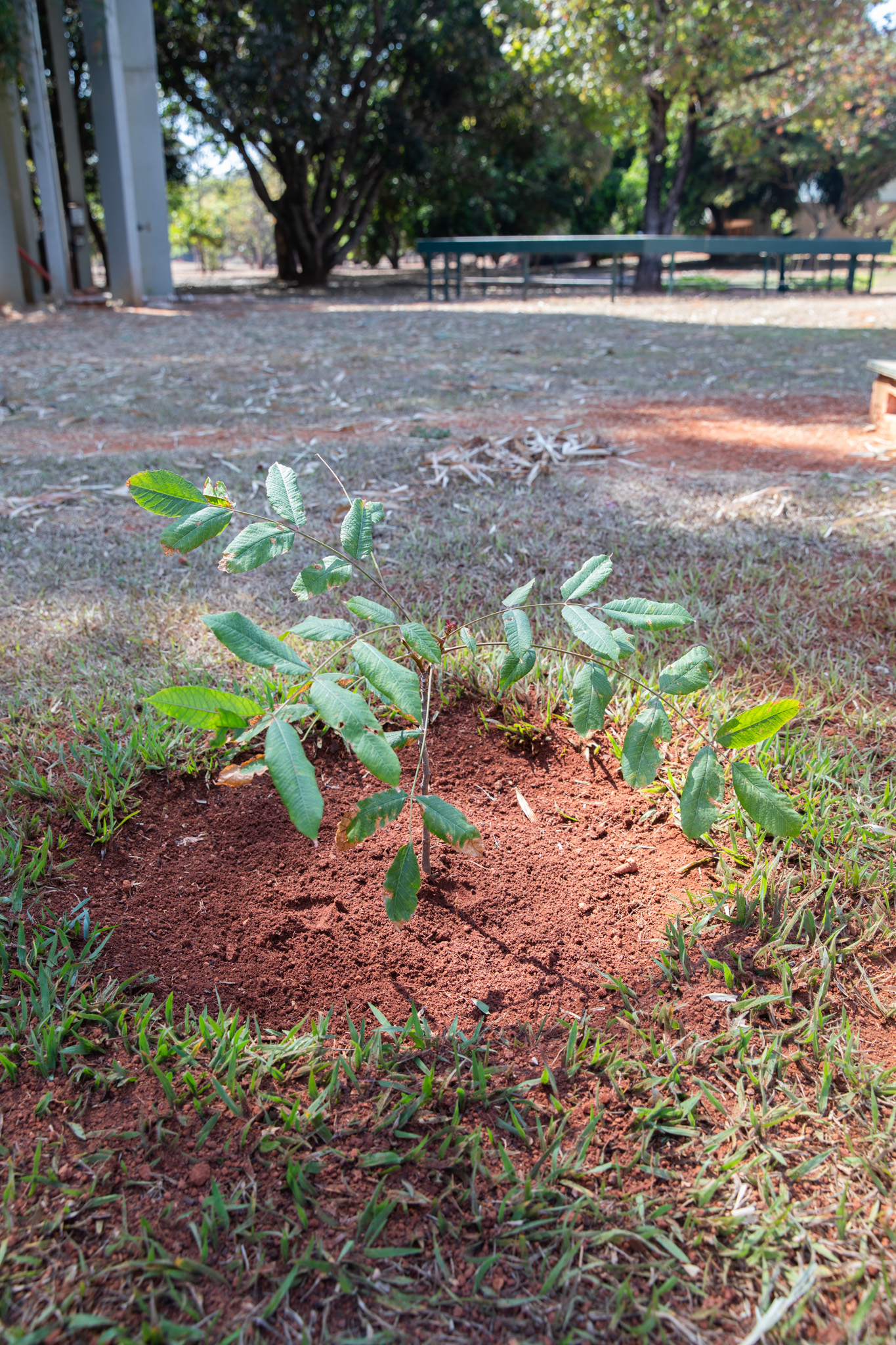 Muda da espécie gonçalo-alves, plantada próximo à Árvore da Lua