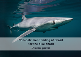 Non-Detriment Finding From Brazil For The Blue Shark