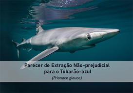 Parecer de Extração Não-prejudicial para o Tubarão-azul