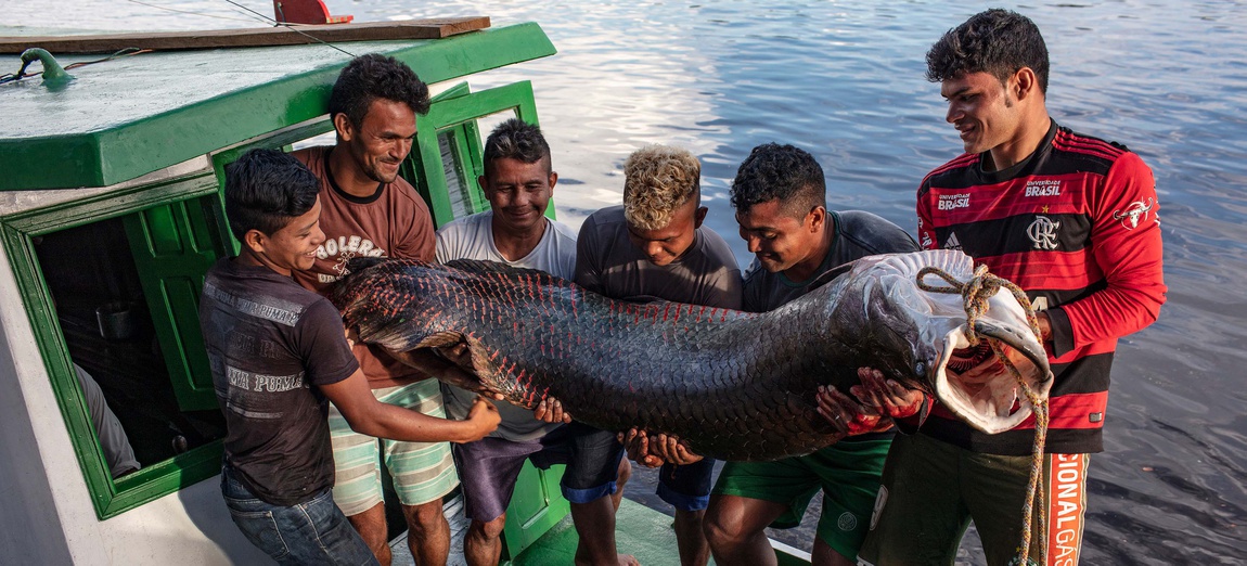 Seis homens em pé no convés de um barco de pesca verde e branco sorriem enquanto seguram juntos, com as mãos apoiadas ao longo do corpo do peixe e na horizontal, um grande pirarucu que aparenta recém-pescado. O animal tem escamas grandes e escuras com bordas avermelhadas perto da cauda e a boca aberta amarrada com uma corda. O rio aparece ao fundo, refletindo a luz do início da manhã ou fim de tarde.