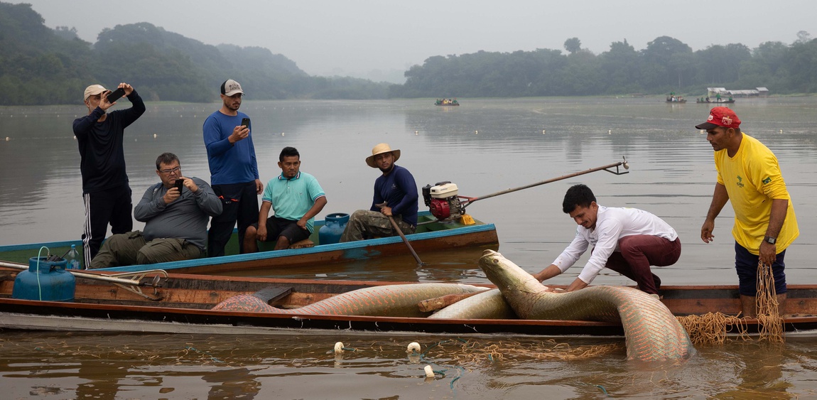 Fotografia de duas canoas de madeira lado a lado num rio amazônico. Dentro de uma delas há dois grandes pirarucus e um terceiro apoiado na borda, parcialmente submerso. Nesta embarcação, um homem de camisa branca se inclina para segurar a cabeça de um dos peixes, enquanto outro, vestido com camisa amarela, observa. Na canoa vizinha, cinco homens acompanham o manejo: três fotografam a cena com celular e dois apenas observam – um deles parece ser operador do motor do barco. Ao fundo da imagem, morros cobertos de floresta emergem de uma neblina leve sobre o rio. Outras embarcações menores aparecem à distância.