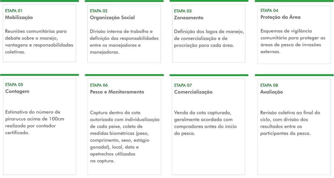 Etapas