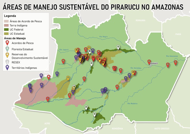 Mapa do estado do Amazonas intitulado 'Áreas de Manejo Sustentável do Pirarucu no Amazonas', mostrando dezenas de pontos marcados por pinos coloridos distribuídos principalmente ao longo dos rios Solimões, Negro, Japurá e Madeira. Os pinos são codificados por cor: vermelho para Acordos de Pesca (a categoria mais numerosa, concentrada na região central-norte do estado), verde-água para Floresta Estadual, amarelo para Reservas de Desenvolvimento Sustentável, branco para RESEX e roxo para Territórios Indígenas. O mapa também mostra áreas sombreadas indicando Terras Indígenas (rosa), Unidades de Conservação Federais (verde escuro) e estaduais (verde-oliva), além da localização de Manaus na porção leste do estado."