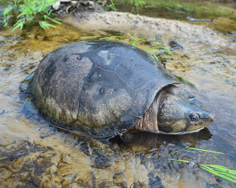 2025-03-23_P_dumerilianus_do_rio_Negro_Amazonas_Foto_Fabio_Andrew_Gomes_Cunha.png