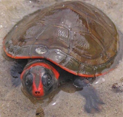 2026-03-23_P_erythrocephala_do_rio_Negro_Amazonas_Foto_Camila_Rudge_Ferrara.jpg