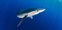2023-08-16_Tubarao_Prionace_glauca_Proespecies.jpg