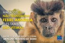 macaco_febre-amarela-retangular-v3.jpg