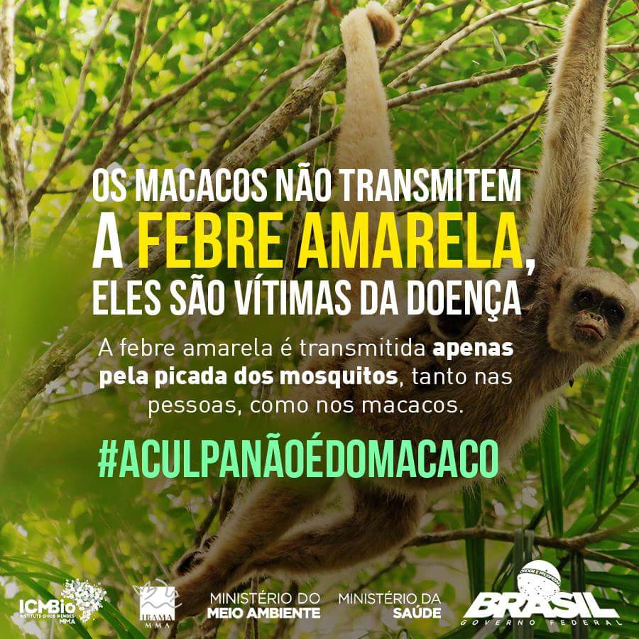 macacos-nao-transmitem-febre-amarela.jpg