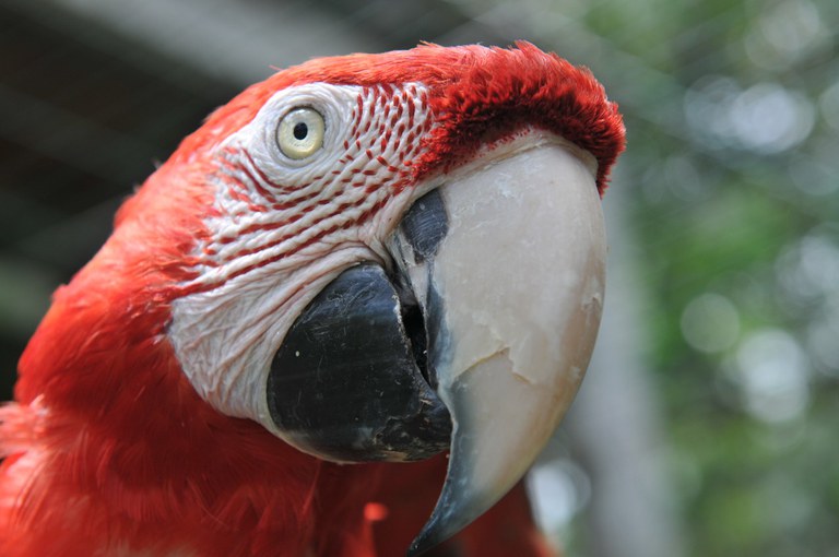 2020-12-07-Arara-vermelha-Ibama-Cetas-BA