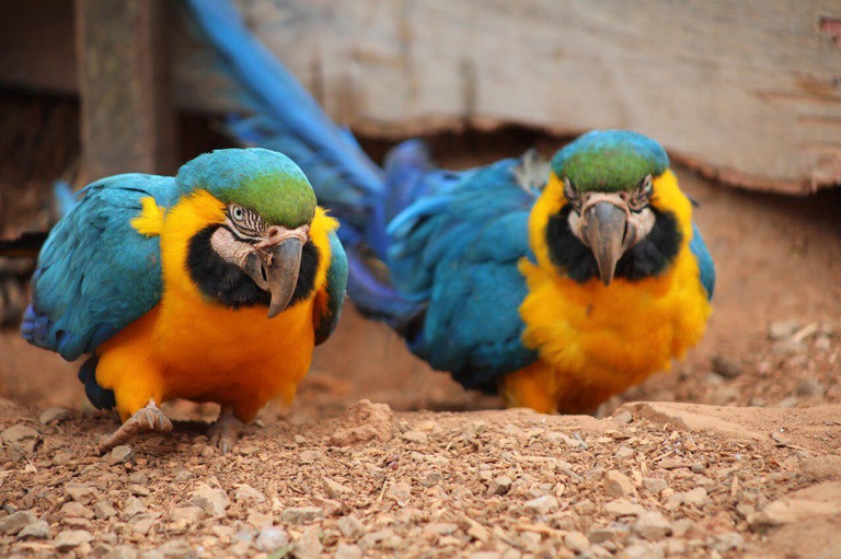 Entenda as regras para criação de animais silvestres