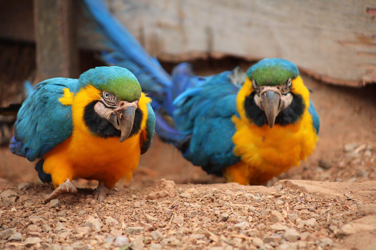 Entenda as regras para criação de animais silvestres