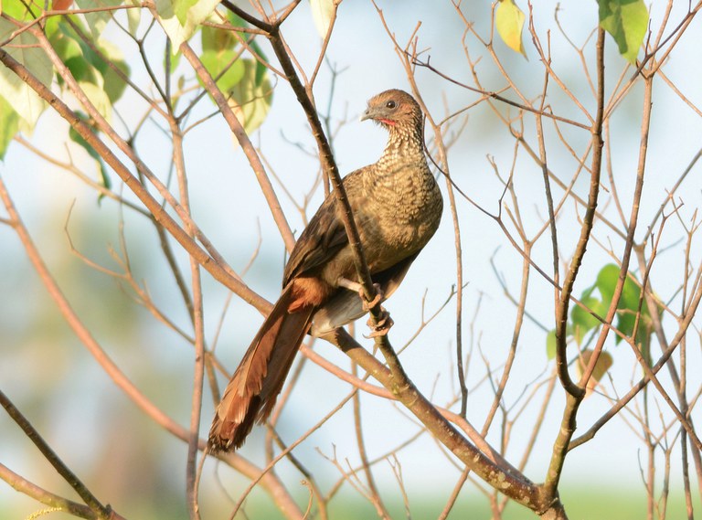 2020-12-01-Aracua_paulista_foto_de_Nereston_Camargo