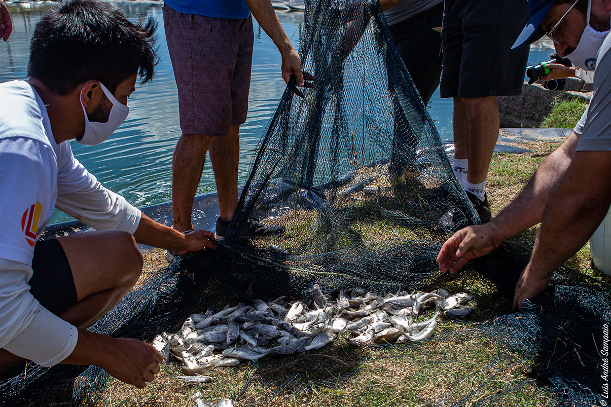 2020-12-24-LA-Sampaio-repovoamento-miragaia-0772-