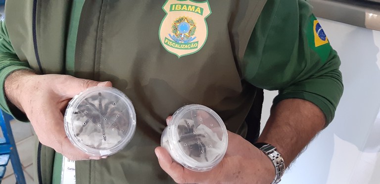 2020-05-29-ibama-apreende-aranhas-01.jpg