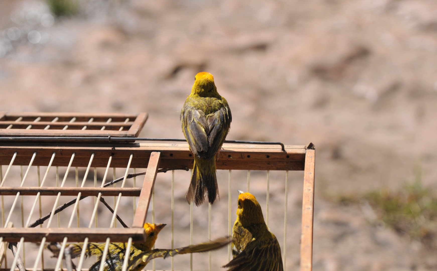 2020-06-18-ibama-soltura-aves-chapada-imperial-01-2.jpg