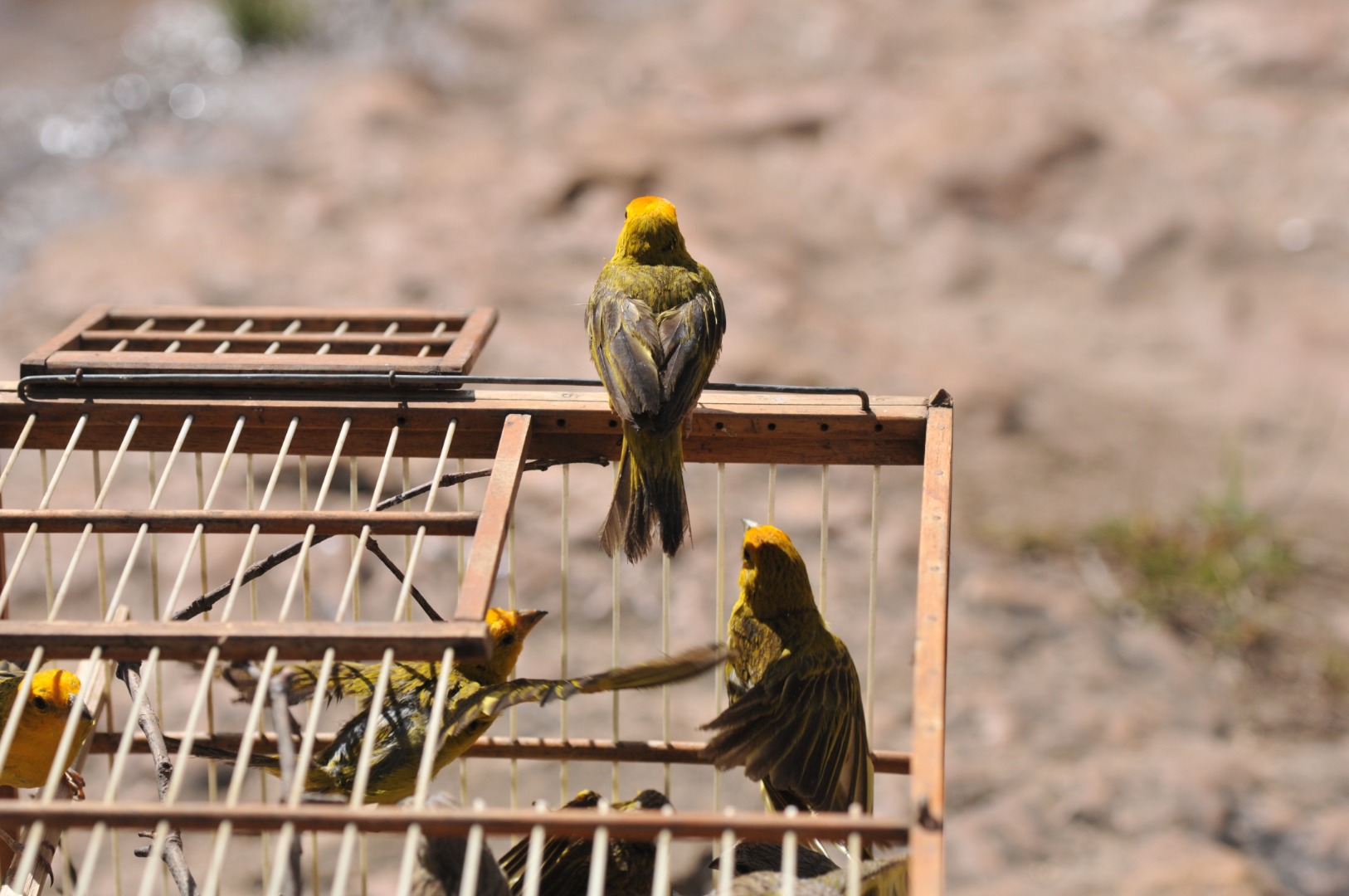 2020-06-18-ibama-soltura-aves-chapada-imperial-01.JPG