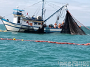 Ibama devolve ao mar 15 toneladas de tainha pescadas ilegalmente em SC