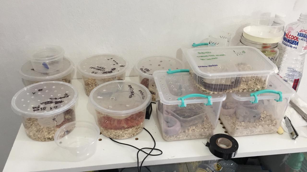 2020-07-28-foto-pf-03