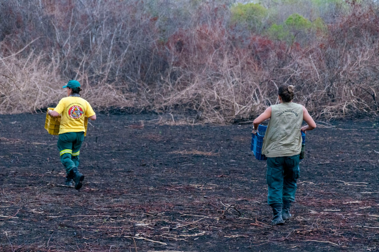 2020-10-28-resgate-animais-pantanal-foto-Vinicius_Mendonca-Ibama