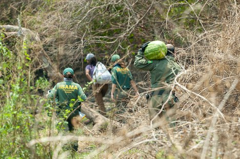 2020-10-28-resgate-animais-pantanal2-foto-Vinicius_Mendonca-Ibama