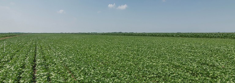 2020-12-ibama-destaque_site-foto-adobestock