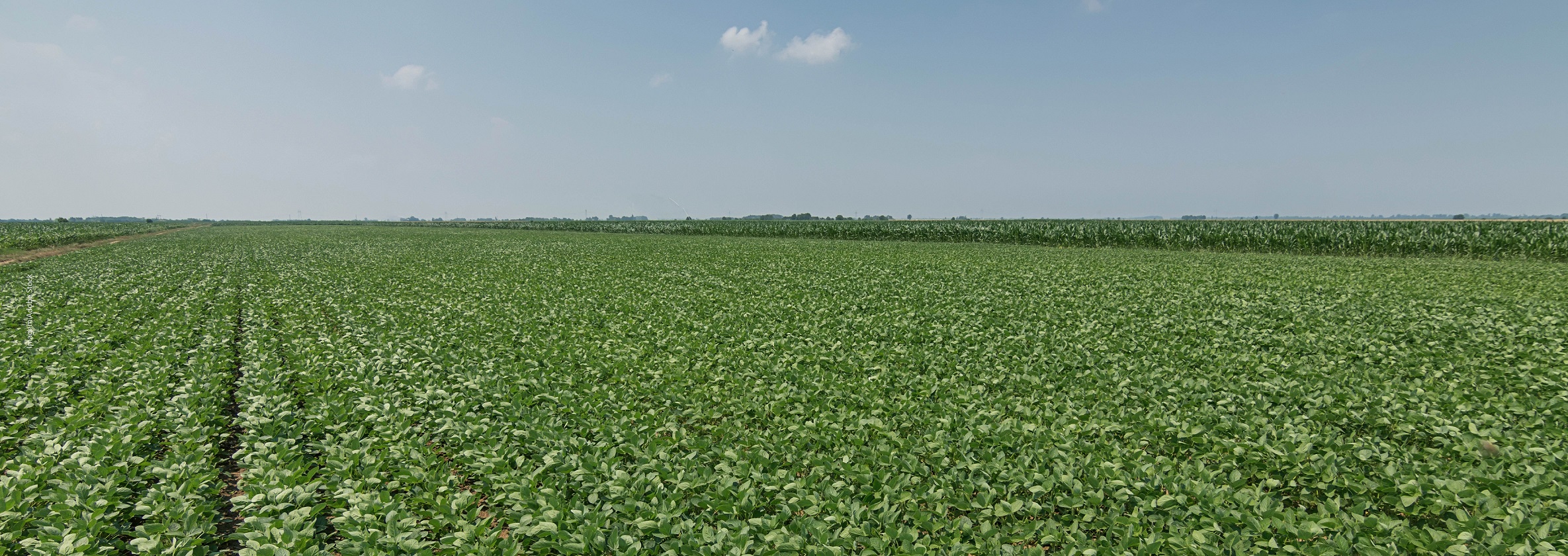 2020-12-ibama-destaque_site-foto-adobestock