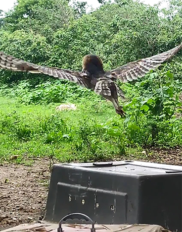 2021-08-18-soltura-aves-sergipe