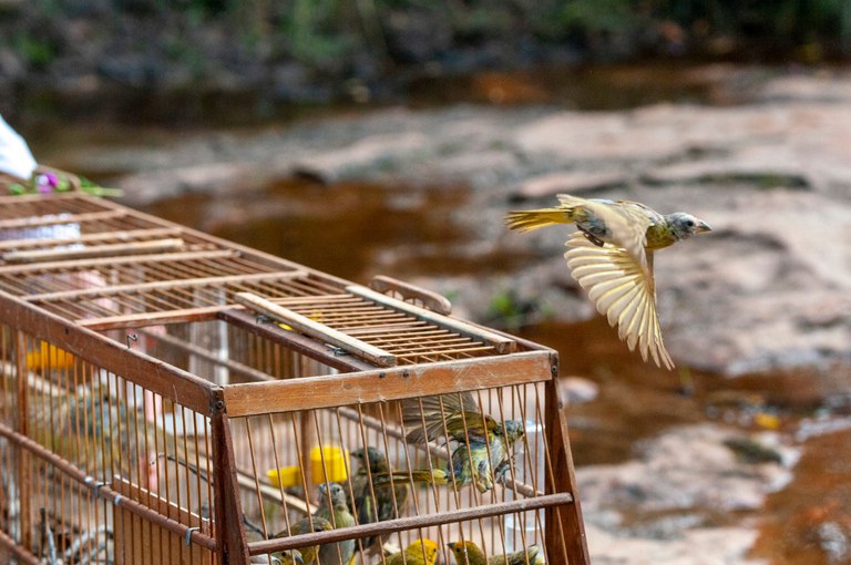 2021-02-19_Soltura_Ibama_foto_Diego_Azevedo