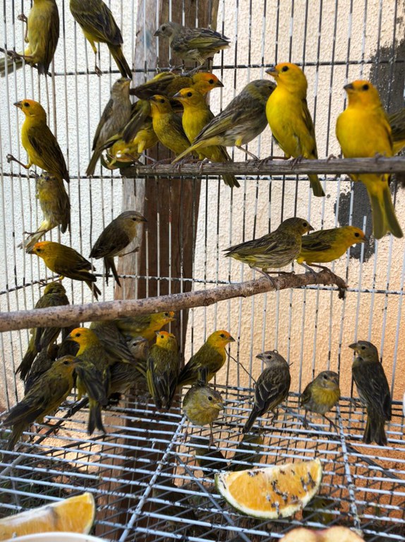 2021-04-19-canarios-da-terra-sicalis-flaveola-Ibama-Cetas-GO