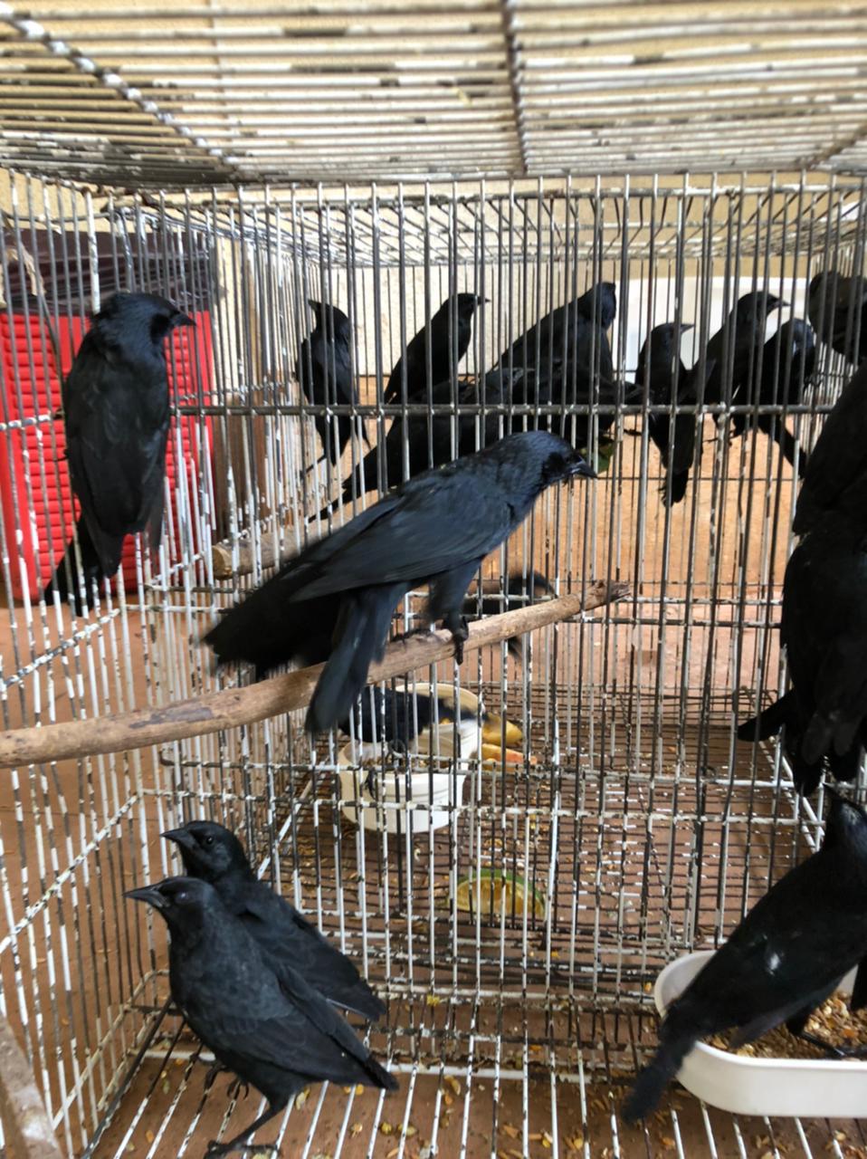 2021-04-19-passaros-pretos-Gnorimopsar-chopi-Ibama-Cetas-GO