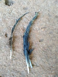 2021-04-19-penas-com-visgo-Ibama-Cetas-GO