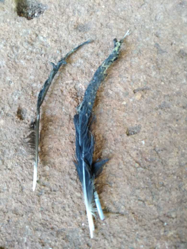 2021-04-19-penas-com-visgo-Ibama-Cetas-GO