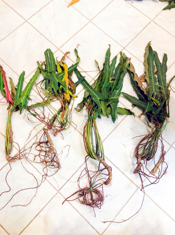 Espécies resgatadas do tráfico vão para o Jardim Botânico (RJ)