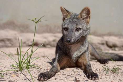 2021-09-22-Fauna-foto-Vinicius-Mendonca-Ibama