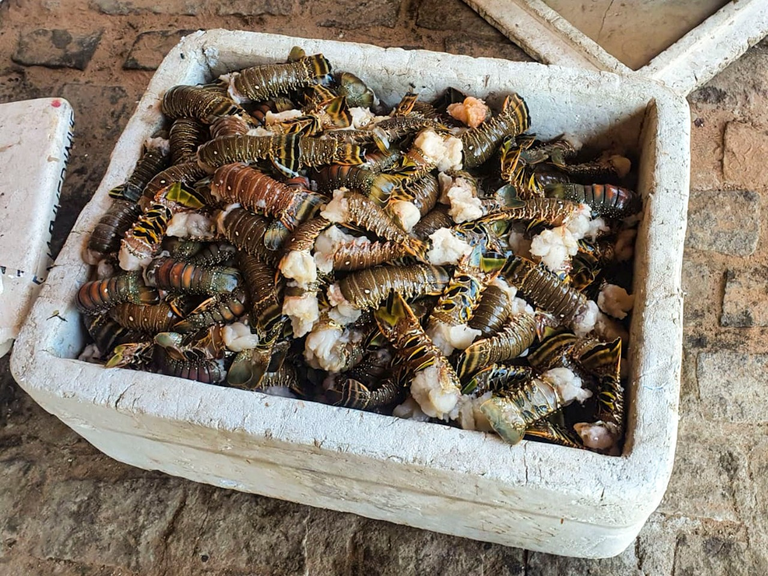 2021-05-28-apreensao-lagosta-Ibama-CE-RN