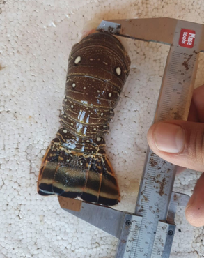 2021-05-28-apreensao-lagosta-Ibama-CE-RN2